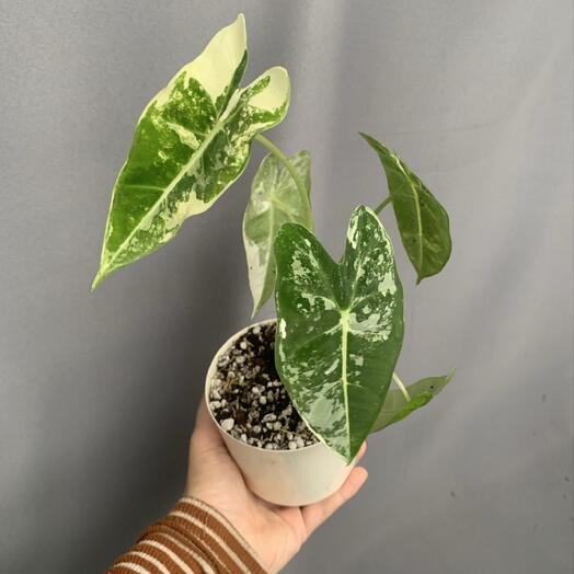 Алоказия Фрайдек Вариегатная (Alocasia Frydek Variegata)