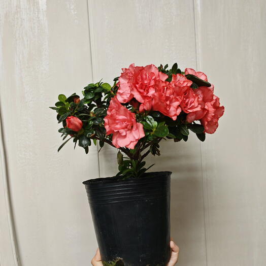 Rhododendron