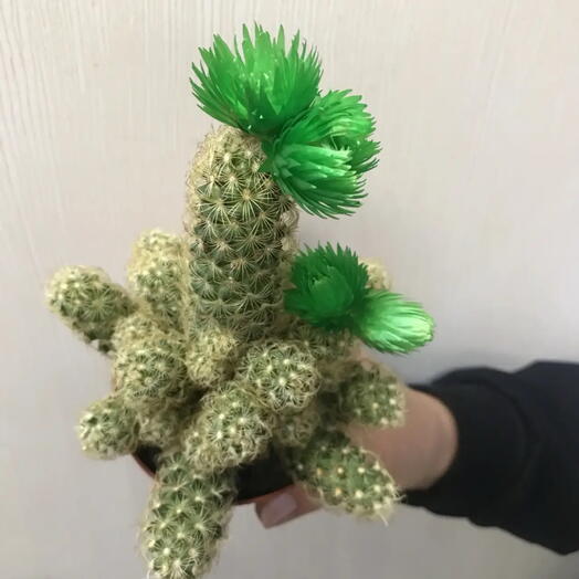 Кактус с цветами