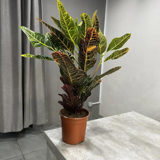 Колики пестролистные( Codiaeum variegatum) кротон