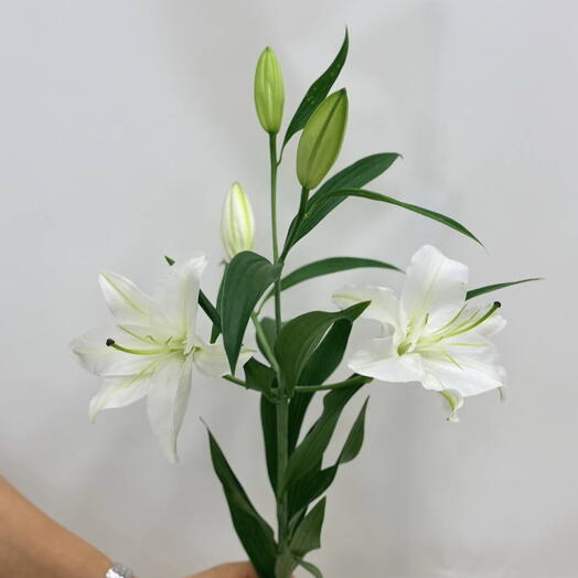 Лилия белая