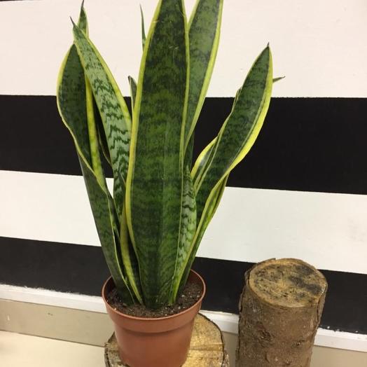 Sansevieria d 15cm
