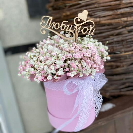 Gypsophila