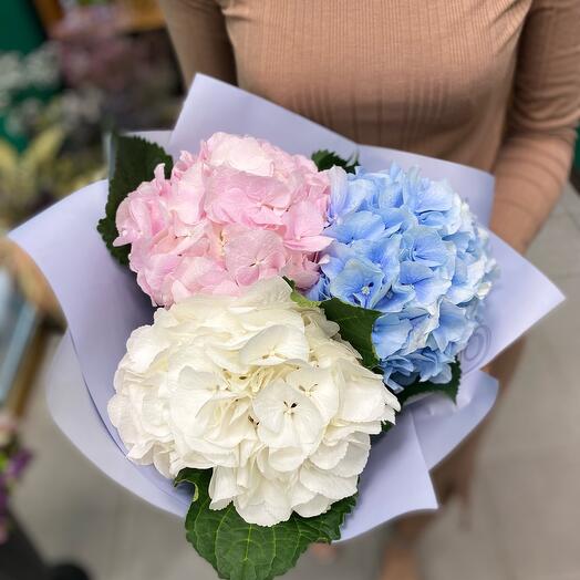 Hydrangeas