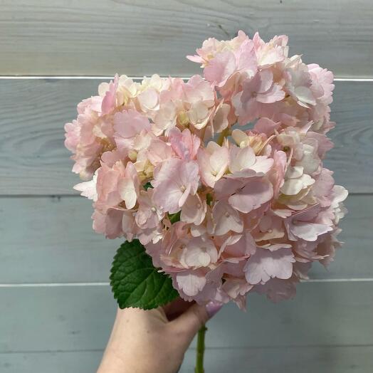 Hortensia rosa