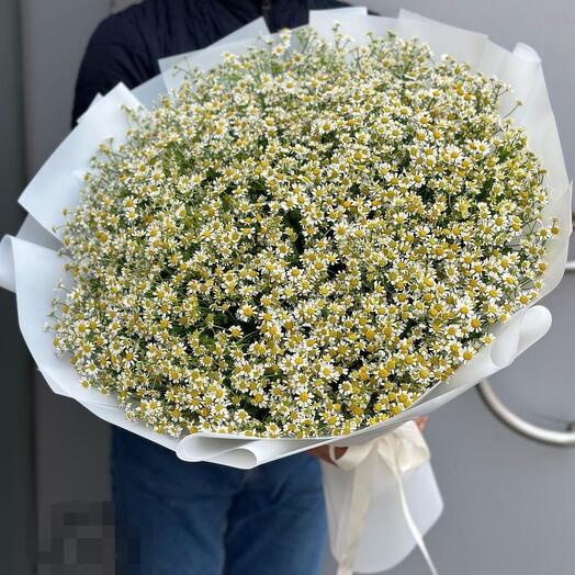 Chamomile Garden