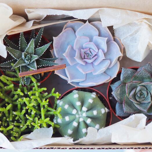 Set of 5 succulents