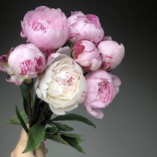 Bouquet of peonies "Sara"