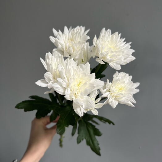 Chrysanthemum bush Baltic