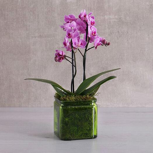 2 Stem Mini Purple Orchid Plant in Vase