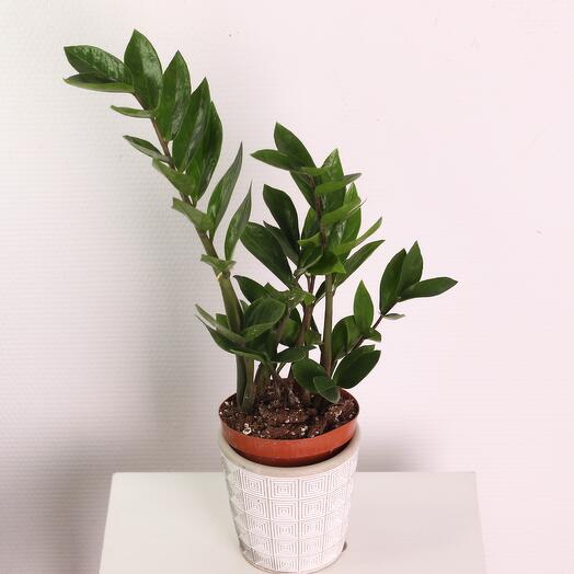 Замиокулькас