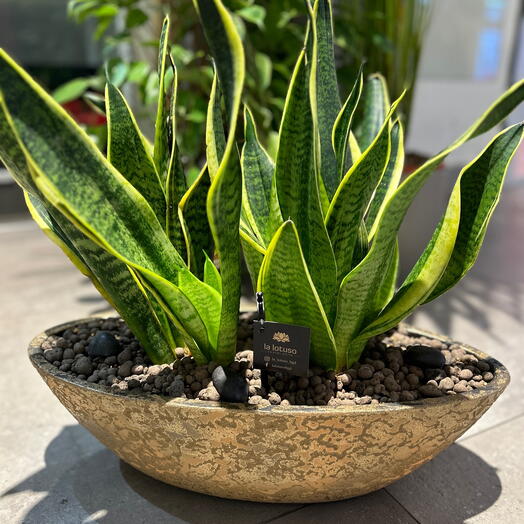 Sanseveria in a boat gold pot