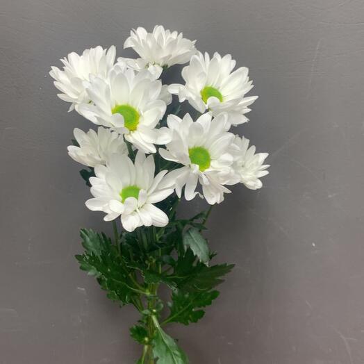 Bush chrysanthemum "chamomile" , white