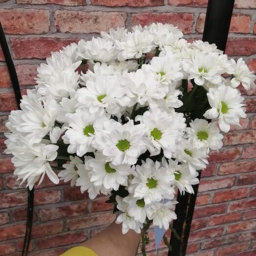 Хризантема Бакарди 9 шт под ленту