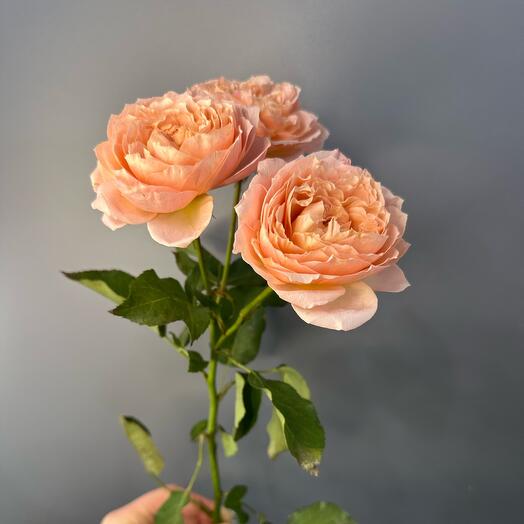 Пионовидная Роза «Джульетта»