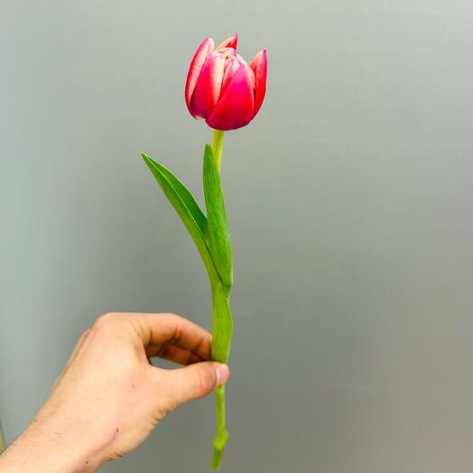 Пионовидные тюльпаны 🌷
