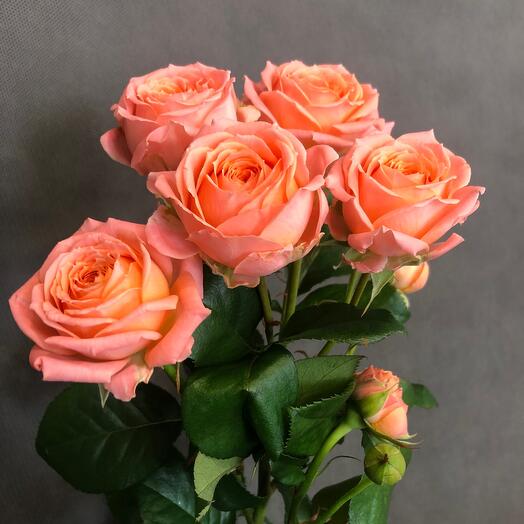Роза кустовая🌹🌹🌹