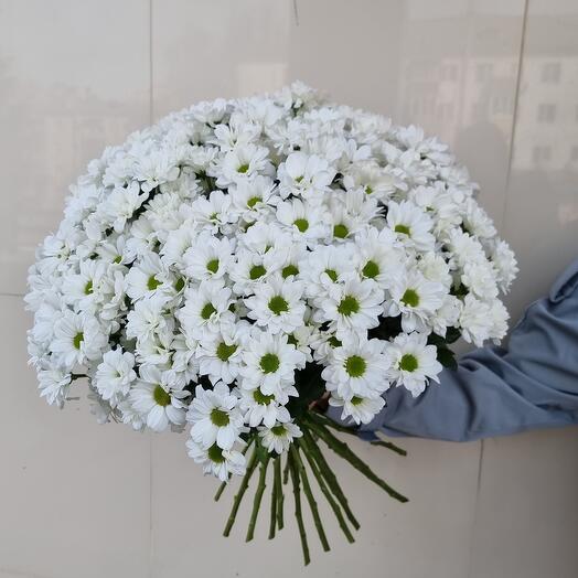 25 кустовых хризантем