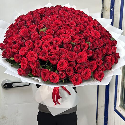 51 Ecuadorian Roses