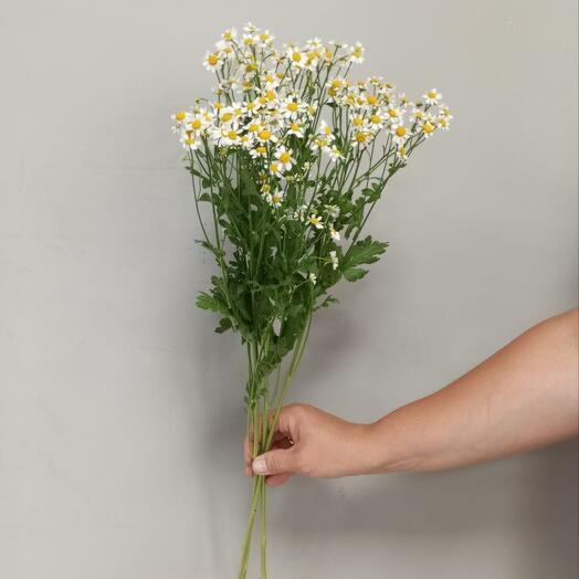 Chamomile field (3 pcs) height 50 cm