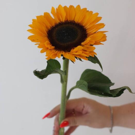 Girasol
