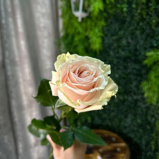 Роза Пинк Мондиаль (Эквадор) 60 см