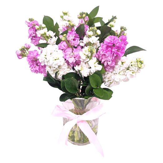 15 Pink and White Matthiola