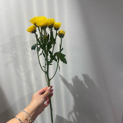 Crisantemo arbusto amarillo cromo