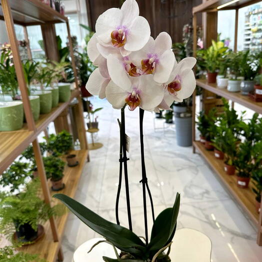 La orquídea Phalaenopsis es de color blanco rosado (2 troncos, 50-60 cm). ¡las flores de interior siempre alegran! =)