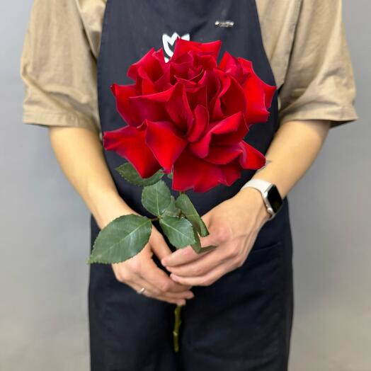 French rose red-bordeaux 70cm