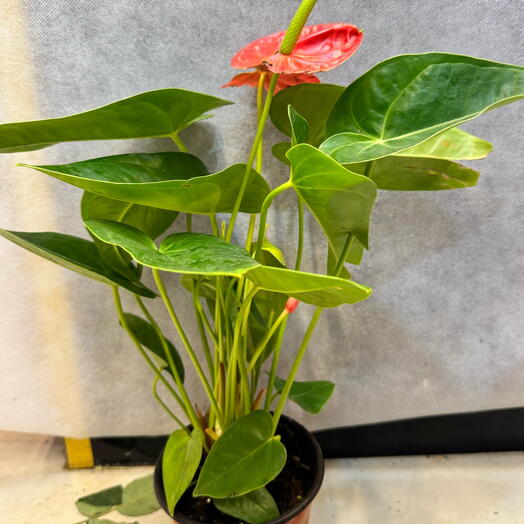 Red Anthurium 35cm