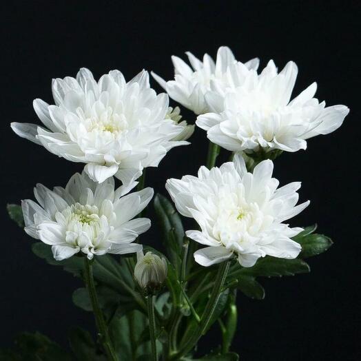 Ветка кустовой хризантемы