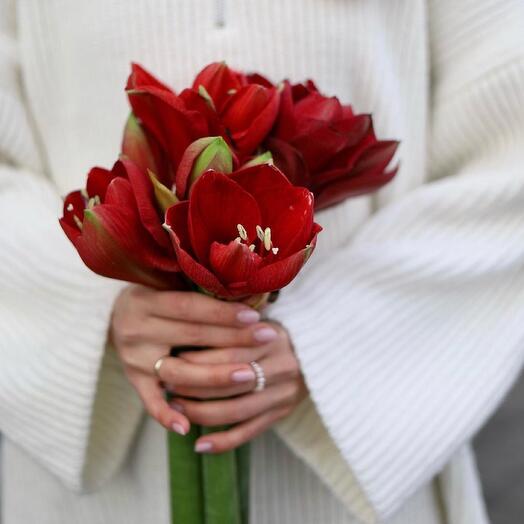 Трио красных амариллисов