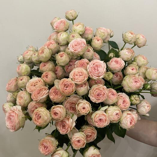 Bushy peony-shaped roses