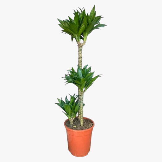 Dracaena Compacta – 3pp – 100cm