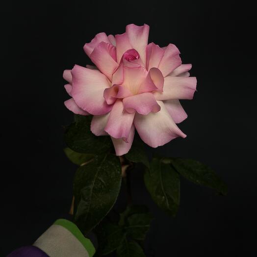 Rosa francesa MANDALA