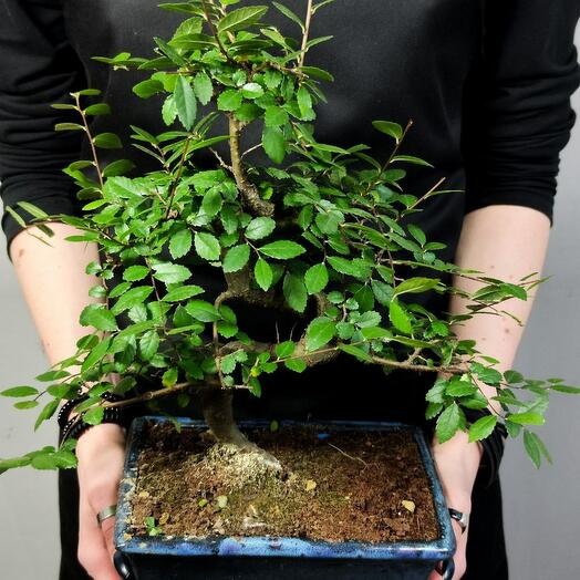 Бонсай Вяз Мелколистный (Ulmus parvifolia)