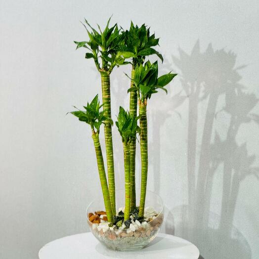 Домашнее растение драцена сандера бамбук лакки lucky bamboo