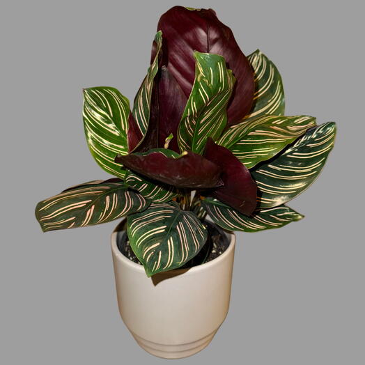 Calathea
