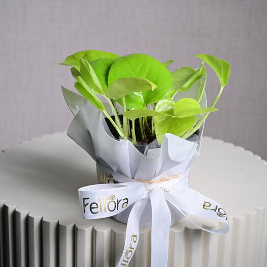 Neon Pothos