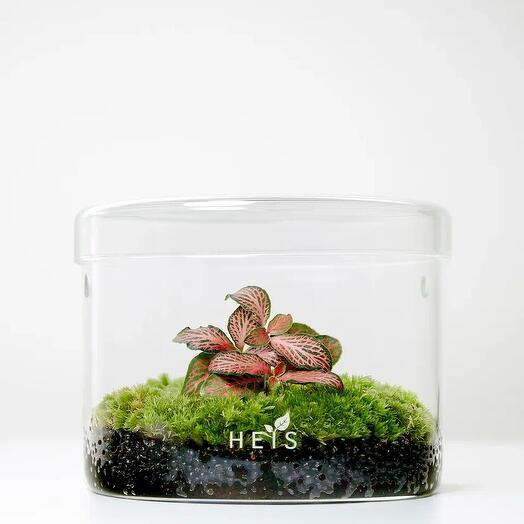 Fittonia Star S Florarium