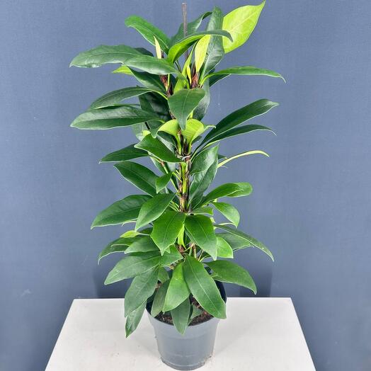 Фикус Циатистипула