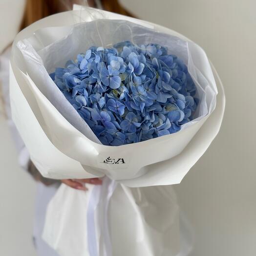 Гортензия blue