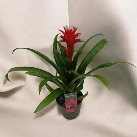 Guzmania