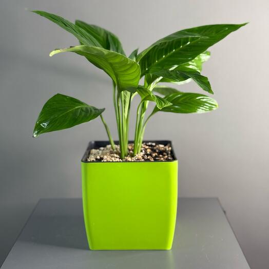 Комнатное растение «Женское счастье»