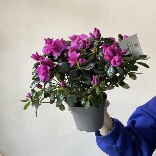 Азалия пинк кустовая