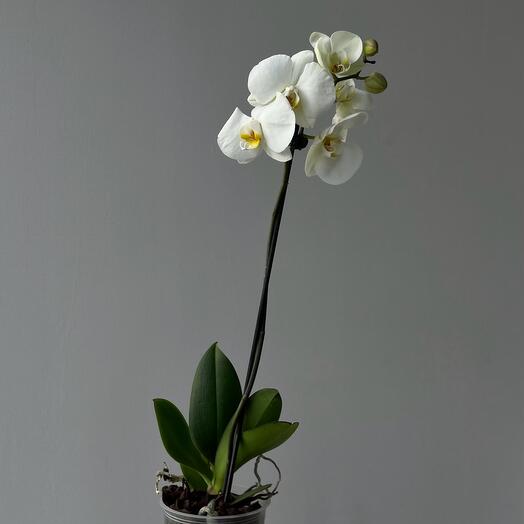 ОРХИДЕЯ WHITE