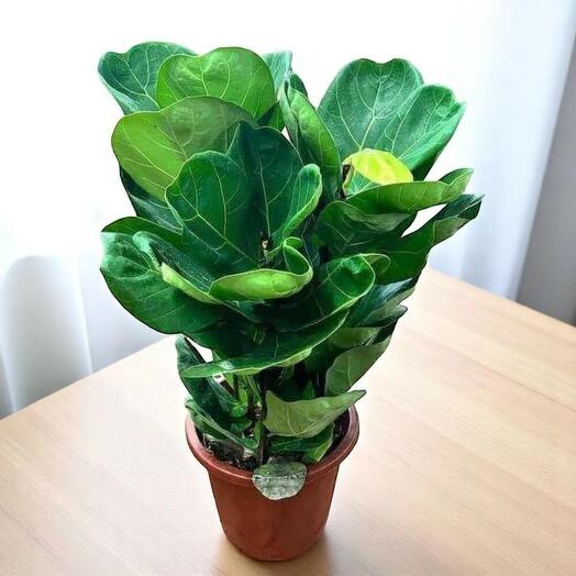 Fiddle leaf