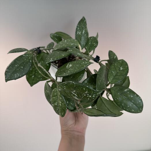 Хойя Карноза Hoya carnosa