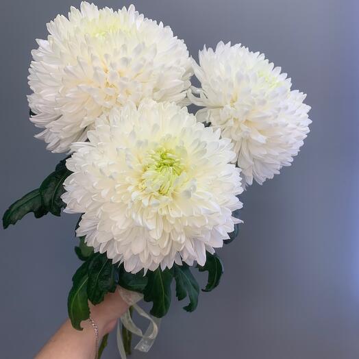 Одноголовая хризантема 3 шт